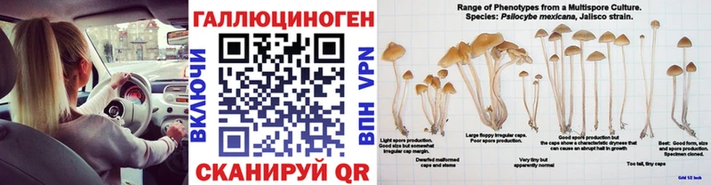 Галлюциногенные грибы Psilocybe  Валдай 